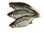Brachse rund,getrocknet &amp;amp; gesalzen 23/27 cm