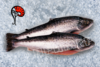 Lachs - "Frisch" 3-4kg