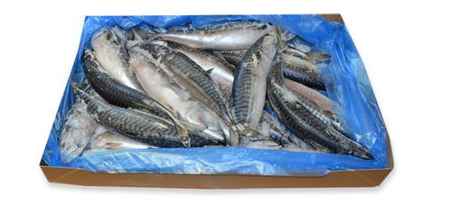 Скумбрия цельная-крупная.400/600gr