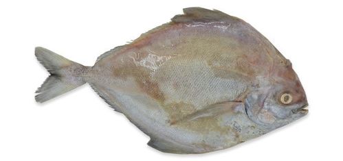 Брамовый морской Лещ (потрошеный,без чешуи)