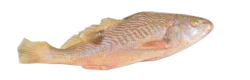 WEISSMAUL-UMBERFISCH (CROAKER) ROH AUSGENOMMEN