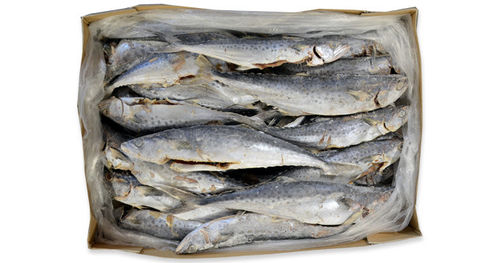 Королевская скумбрия (потрошенная)