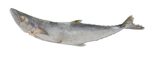 Королевская скумбрия (потрошенная)