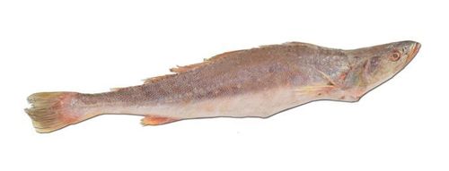 UMBERFISCH (KANDRA TIKI) ROH AUSGENOMMEN