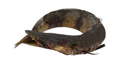 BARRACUDA KRÄNZE GERÄUCHERT UND GETROCKNET