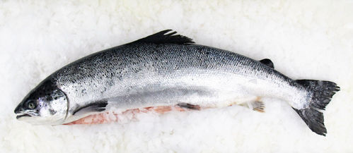 Lachs - "Frisch" 5-6kg