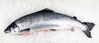 Lachs - "Frisch" 5-6kg